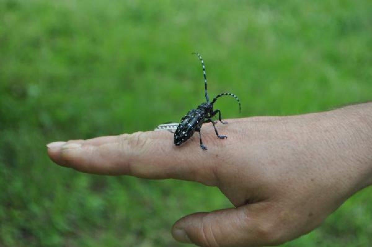 Drakula böceği nedir, neye zarar verir? Drakula böceği nerelerde yaşar?