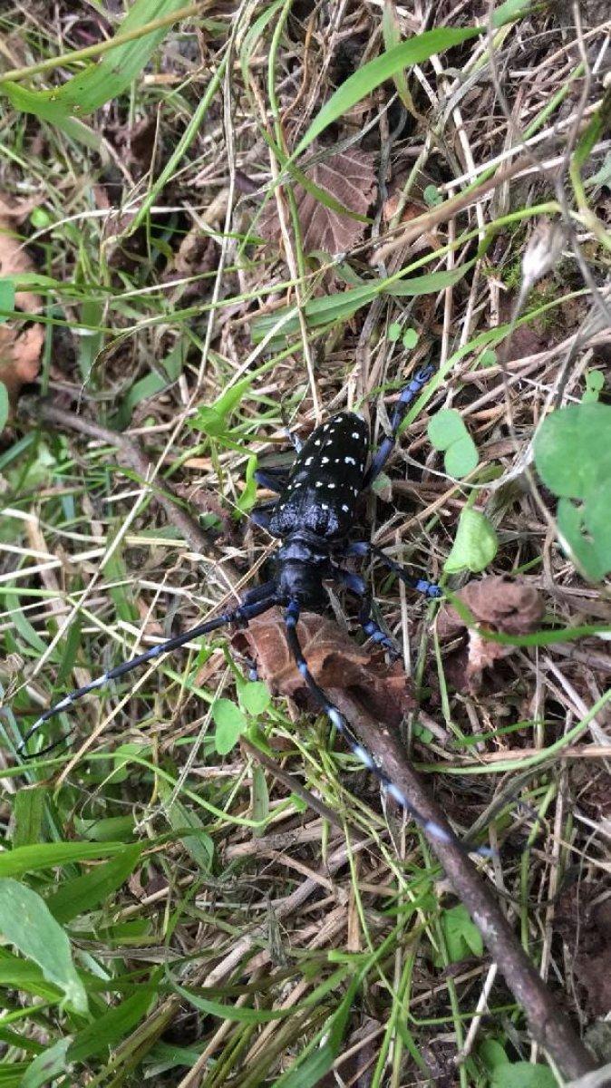 Drakula böceği nedir, neye zarar verir? Drakula böceği nerelerde yaşar?