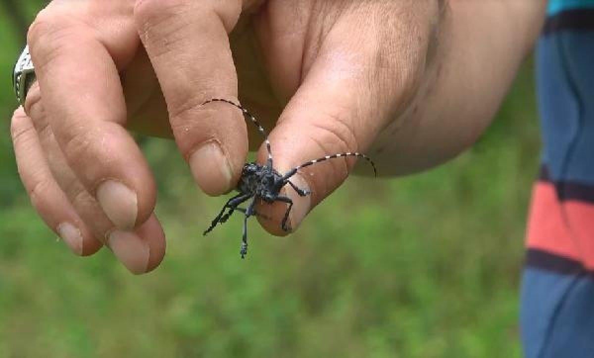 Drakula böceği nedir, neye zarar verir? Drakula böceği nerelerde yaşar?