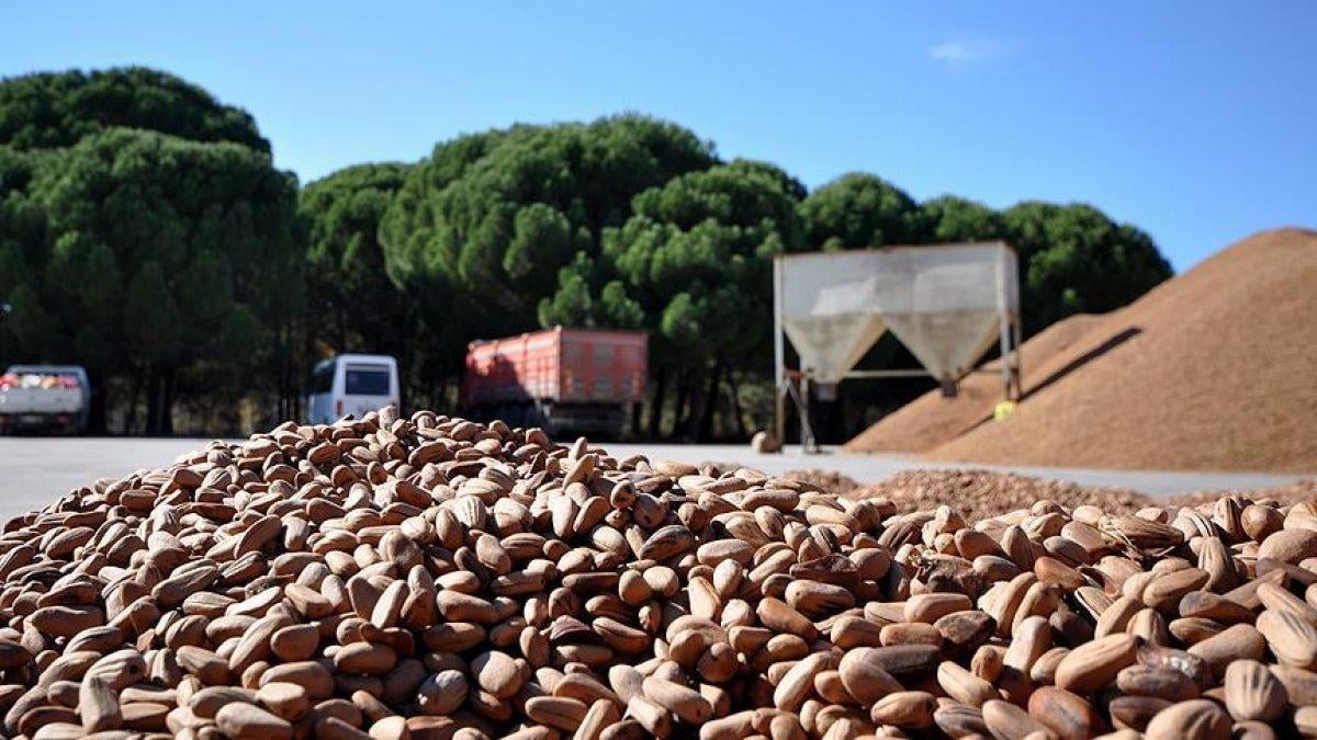 Çam fıstığı ihracatı arttı