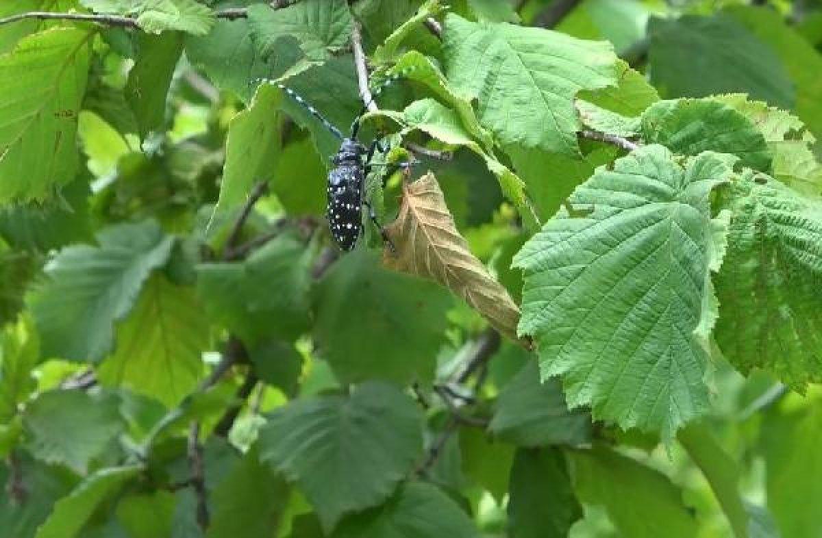 Drakula böceği nedir, neye zarar verir? Drakula böceği nerelerde yaşar?