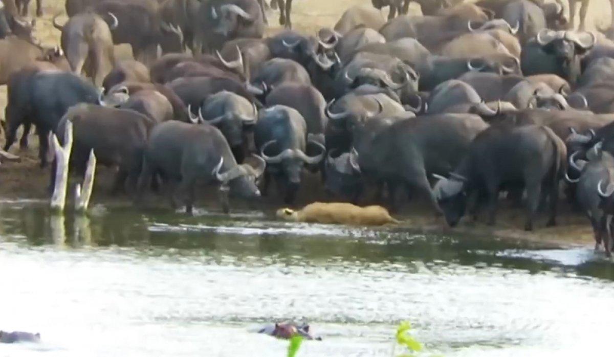 Bufalo sürüsü tek yakaladığı aslanı öldürdü