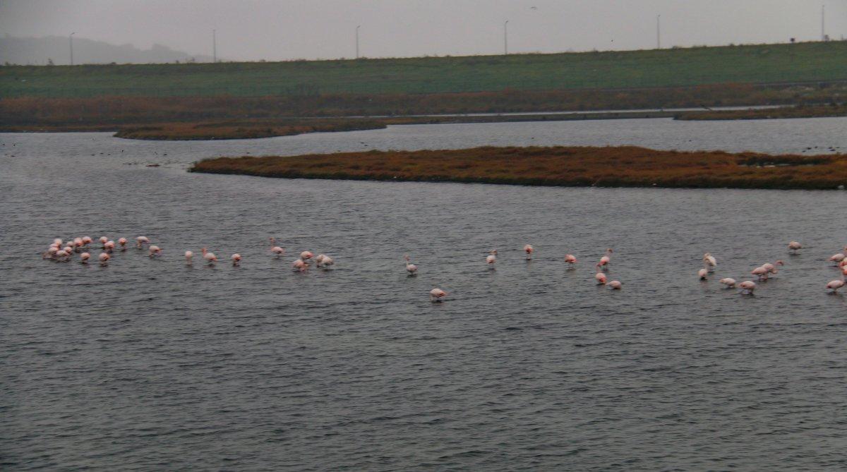 Flamingolar Büyükçekmece Gölü'ne geri döndü