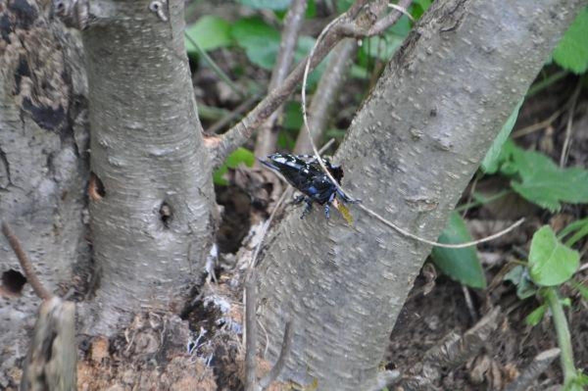 Drakula böceği nedir, neye zarar verir? Drakula böceği nerelerde yaşar?