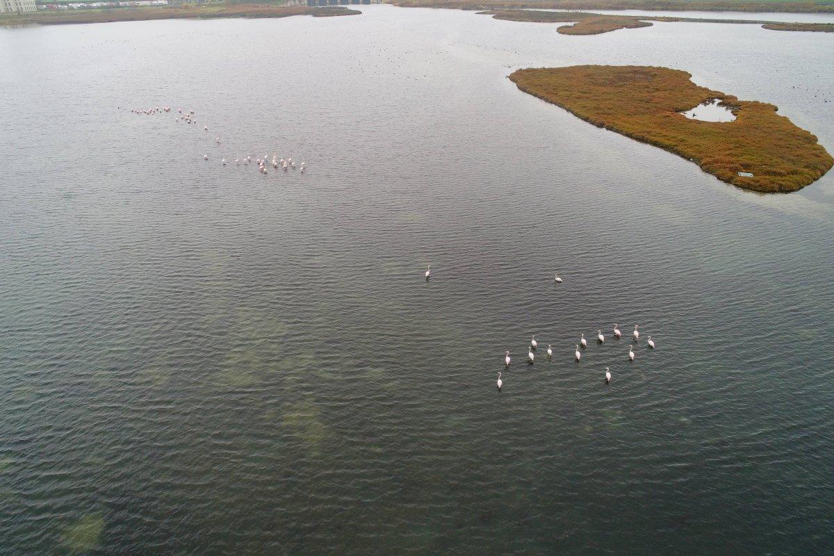 Flamingolar Büyükçekmece Gölü'ne geri döndü