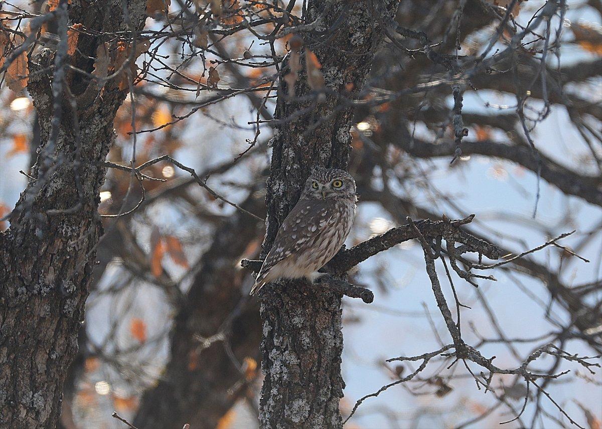 Bingöl'de fotoğrafçılar, Athena türü baykuş çekti
