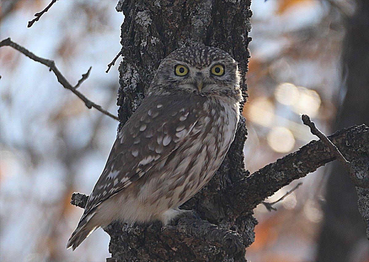Bingöl'de fotoğrafçılar, Athena türü baykuş çekti