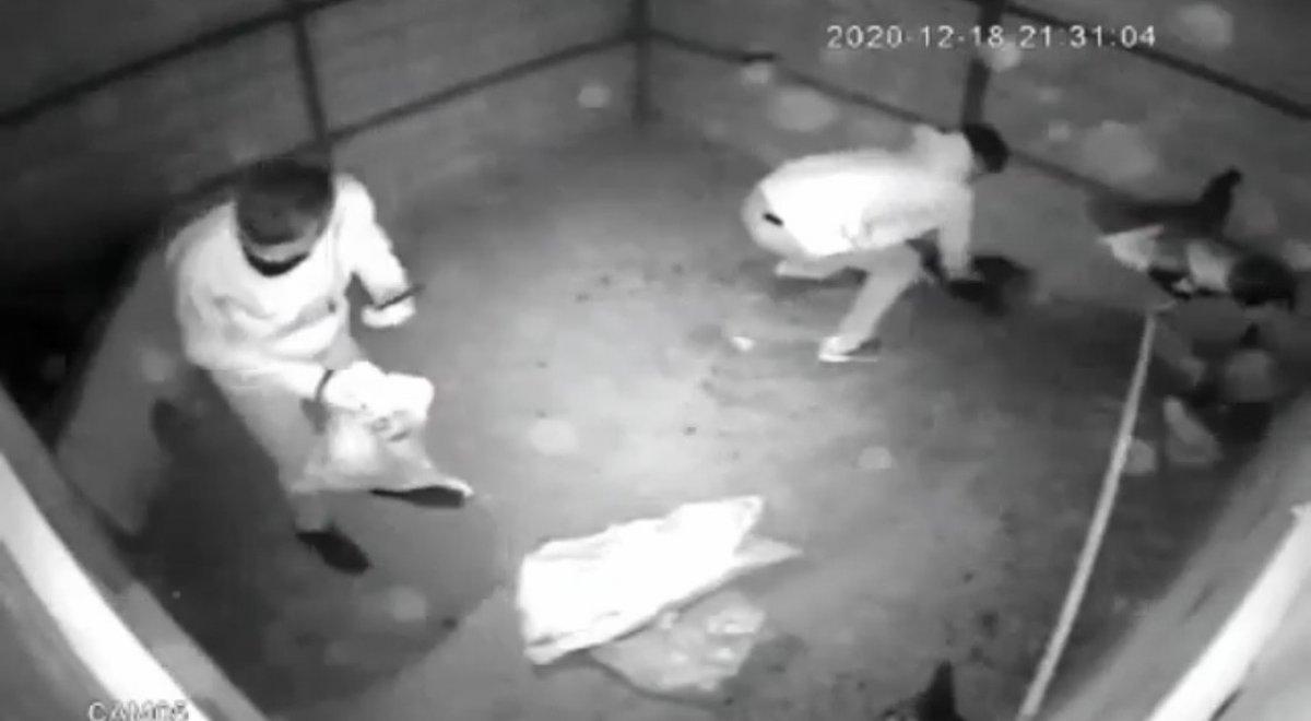 Bursa'da tavuk hırsızlığı