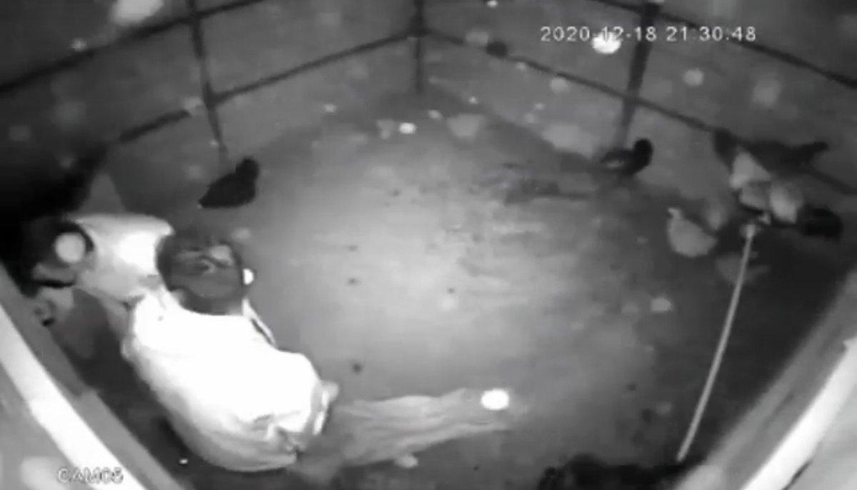 Bursa'da tavuk hırsızlığı