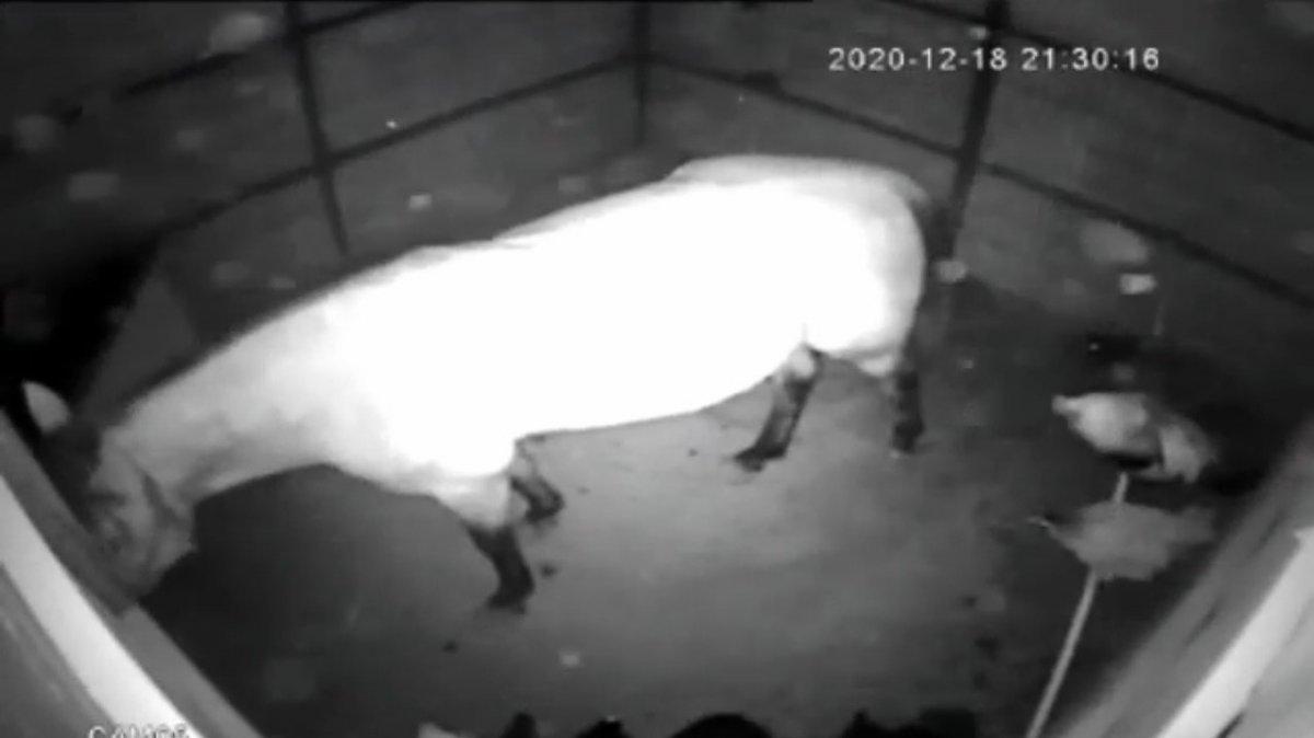 Bursa'da tavuk hırsızlığı