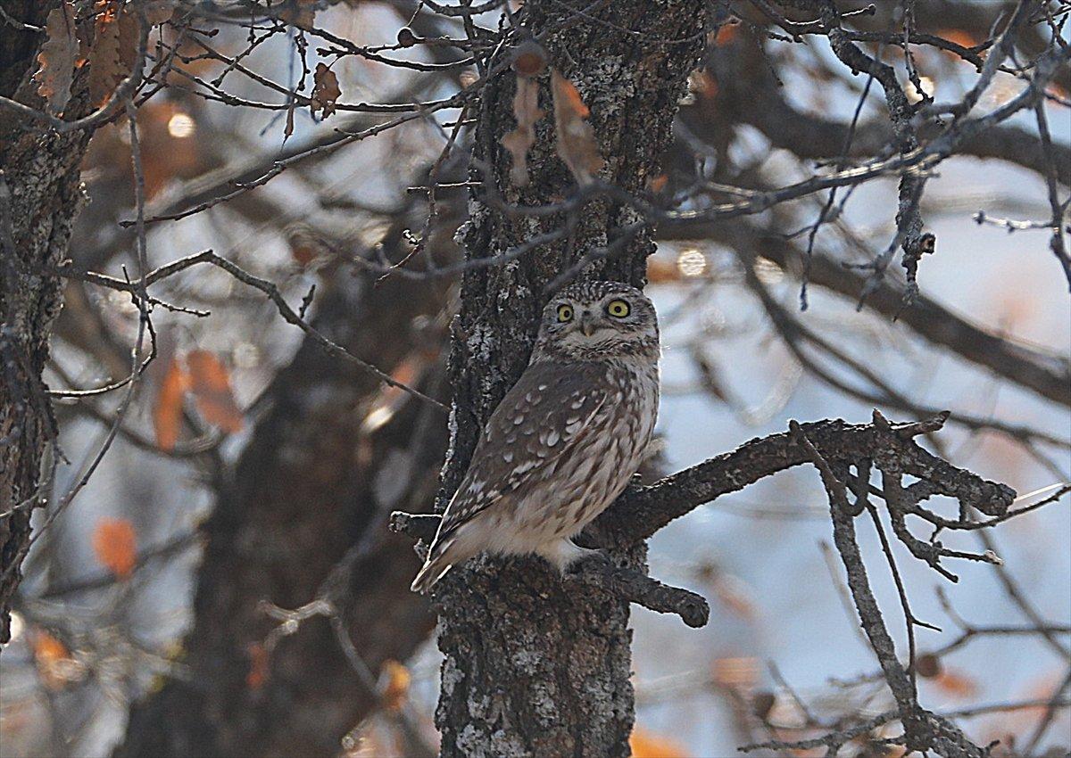 Bingöl'de fotoğrafçılar, Athena türü baykuş çekti