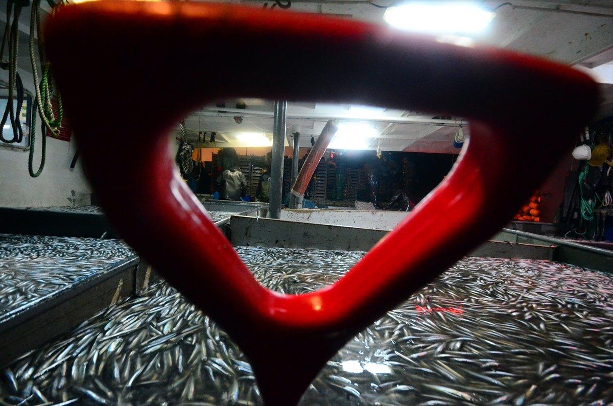 Karadeniz'de hamsi bereketi: Kilosu 8 liraya düştü