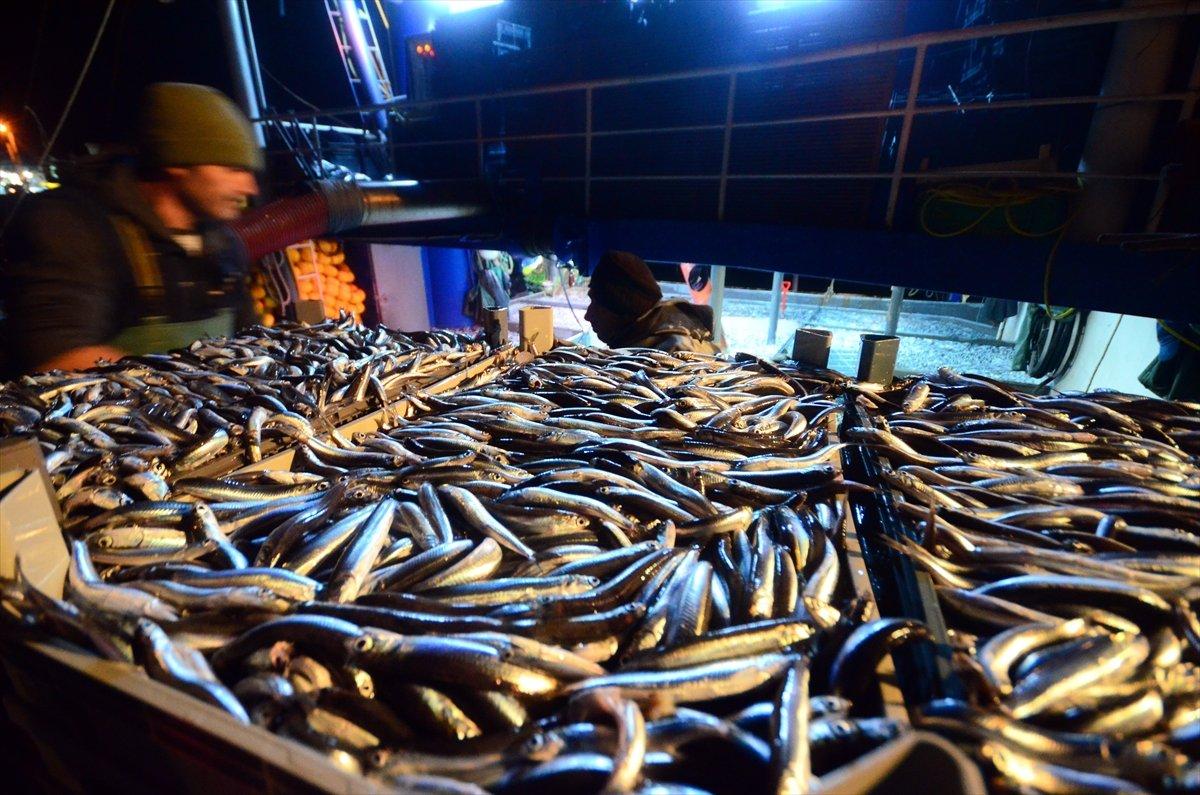 Karadeniz'de hamsi bereketi: Kilosu 8 liraya düştü