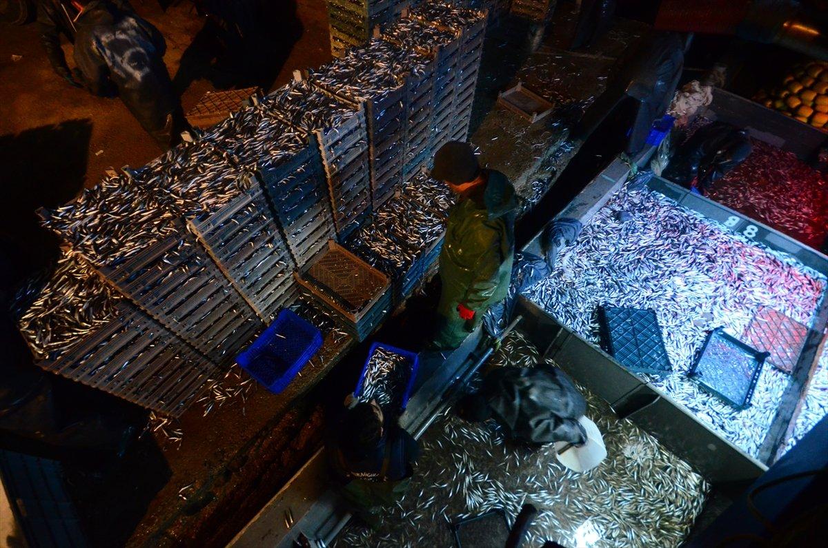 Karadeniz'de hamsi bereketi: Kilosu 8 liraya düştü