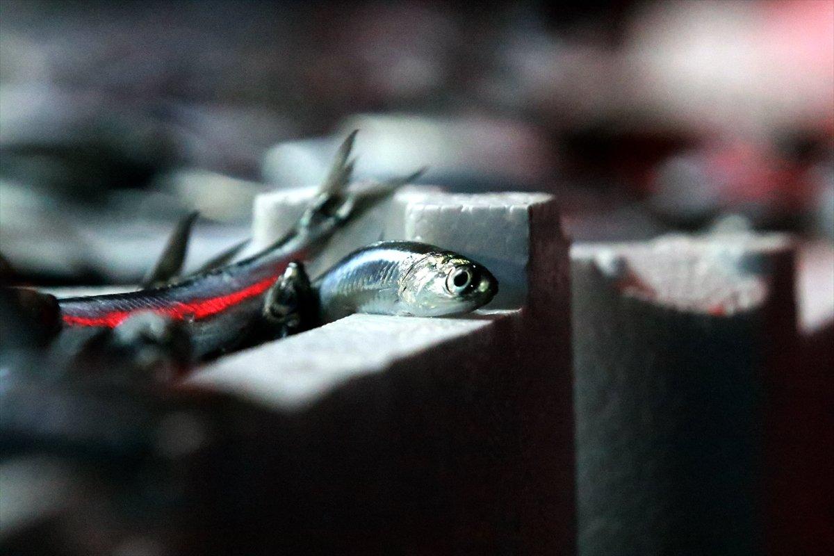 Karadeniz'de hamsi bereketi: Kilosu 8 liraya düştü