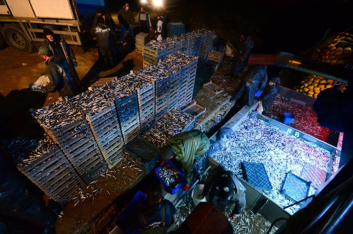 Karadeniz'de hamsi bereketi: Kilosu 8 liraya düştü