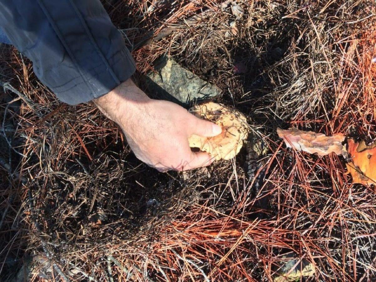 Denizli'de kırmızı ete benzeyen çıntar mantarı toplandı