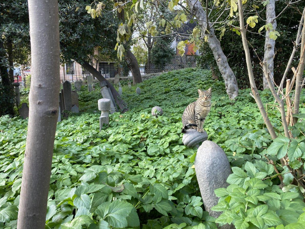 İstanbul'da tarihi hazirenin bakımı ihmal edildi