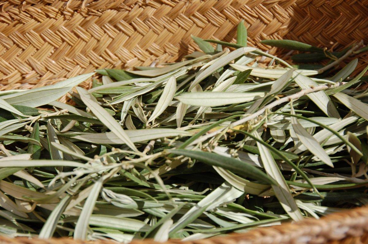 Zeytin yaprağı nedir, faydaları nelerdir? Virüs düşmanı zeytin yaprağı çayı nasıl tüketilir?