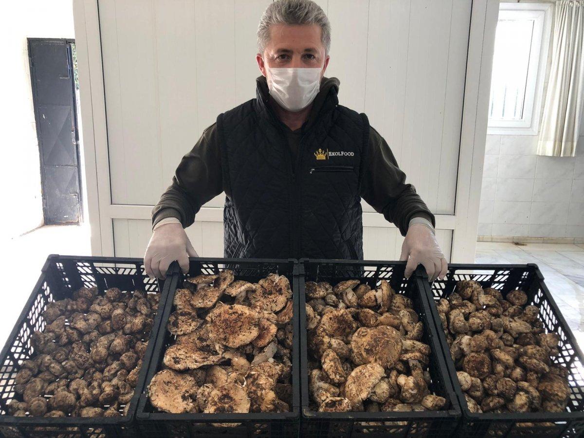 Türkiye'den Asya'ya sedir mantarı ihracatı