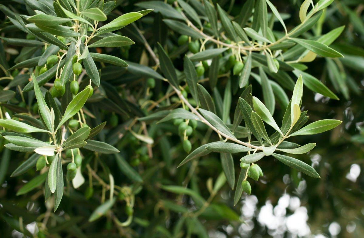 Zeytin yaprağı nedir, faydaları nelerdir? Virüs düşmanı zeytin yaprağı çayı nasıl tüketilir?