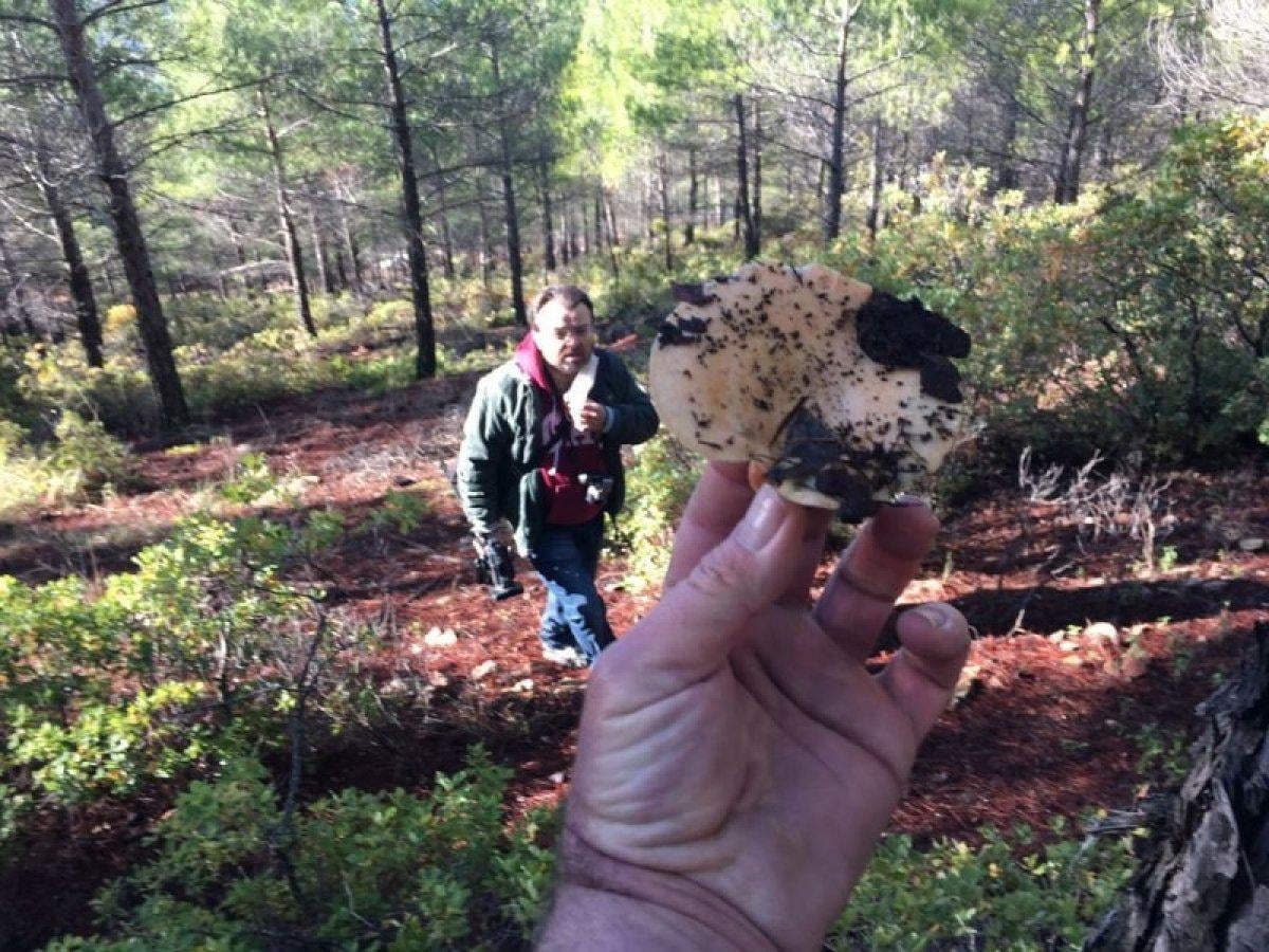 Denizli'de kırmızı ete benzeyen çıntar mantarı toplandı