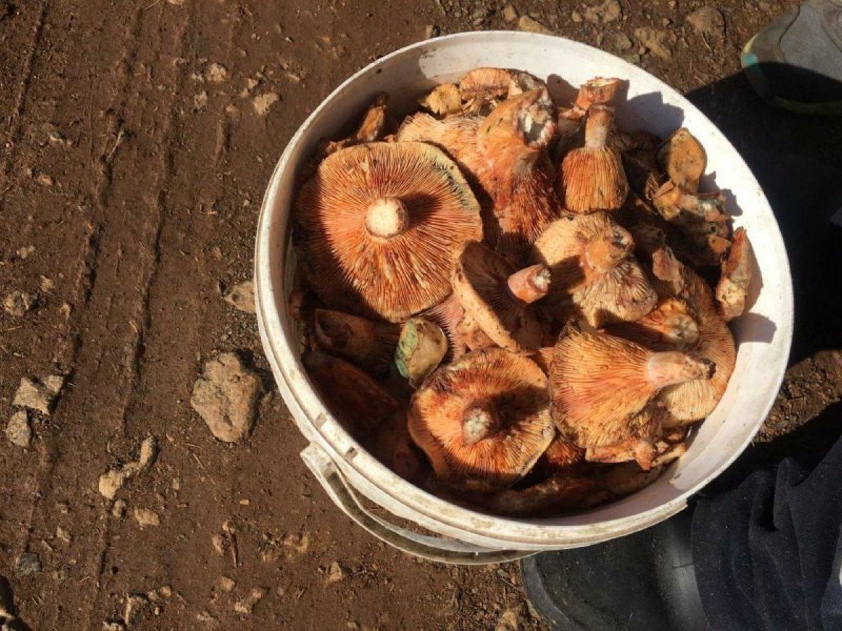 Denizli'de kırmızı ete benzeyen çıntar mantarı toplandı