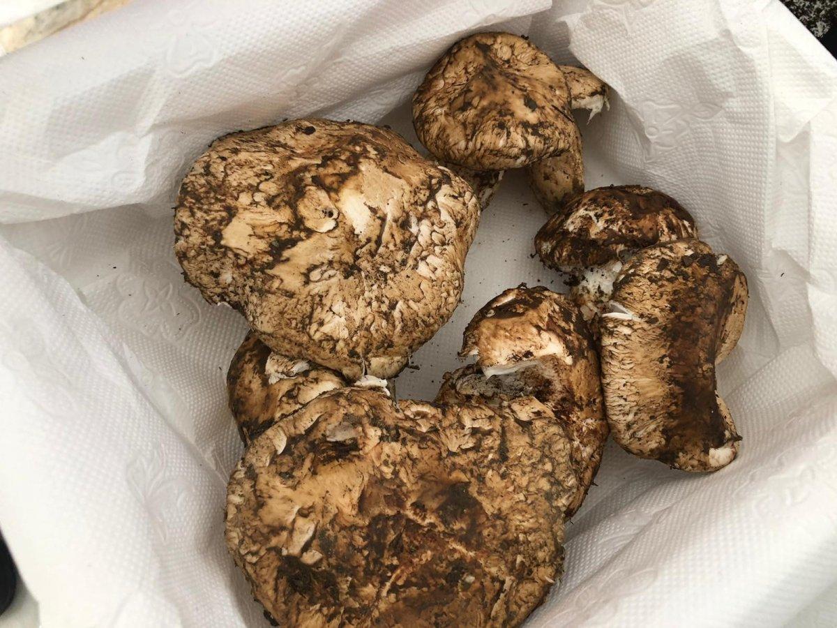 Türkiye'den Asya'ya sedir mantarı ihracatı