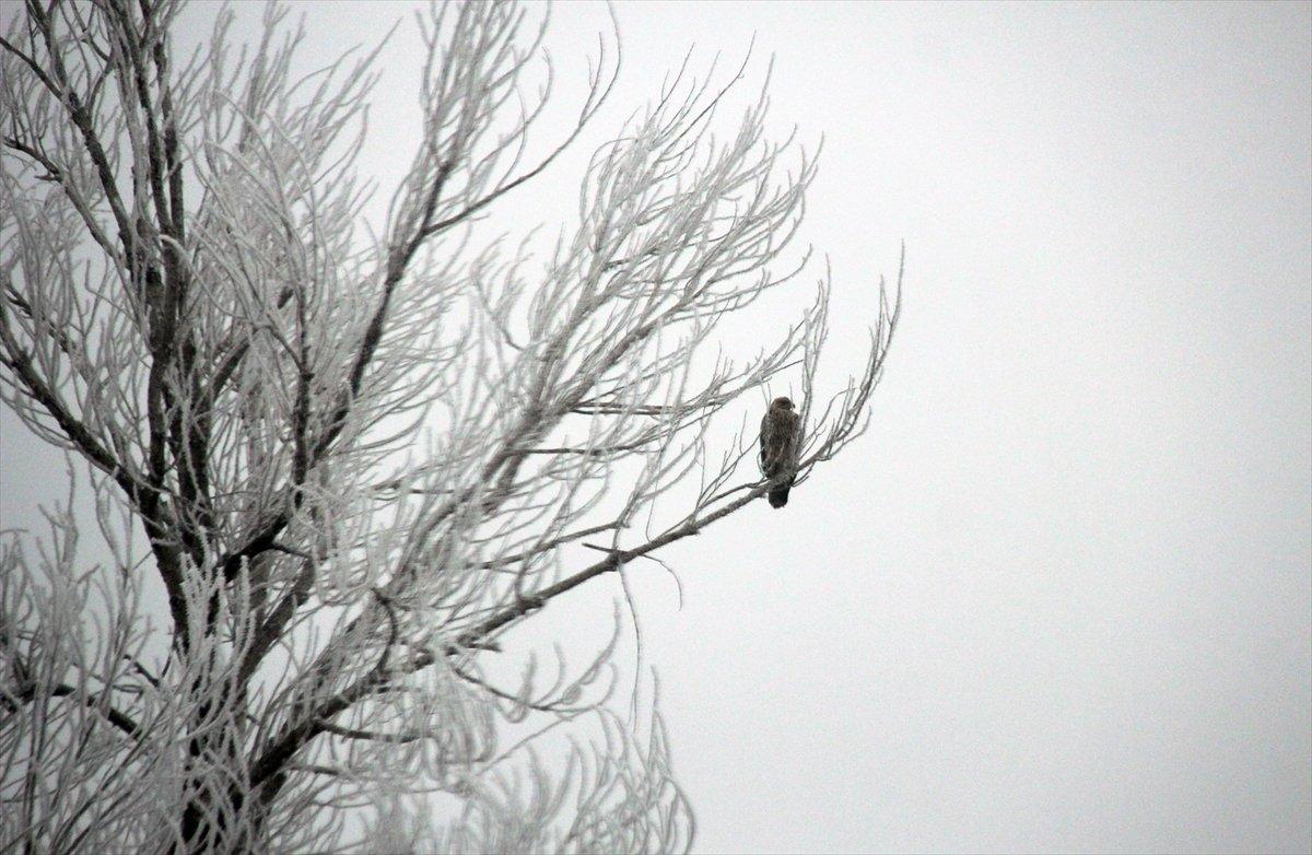 Sivas'ta kırağı ve sis, büyüleyici görüntüleri ortaya çıkardı