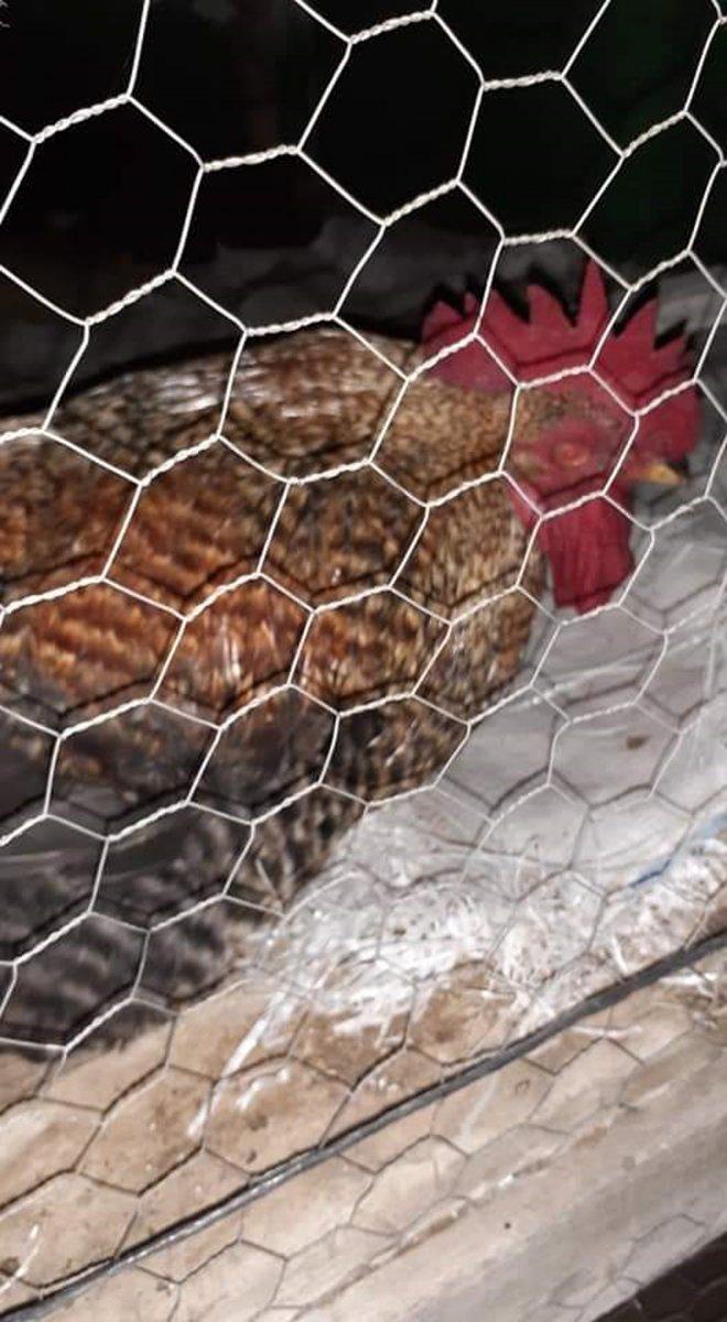 Kemer’de 17 kedi ve 3 tavuk zehirli salam ile öldürüldü