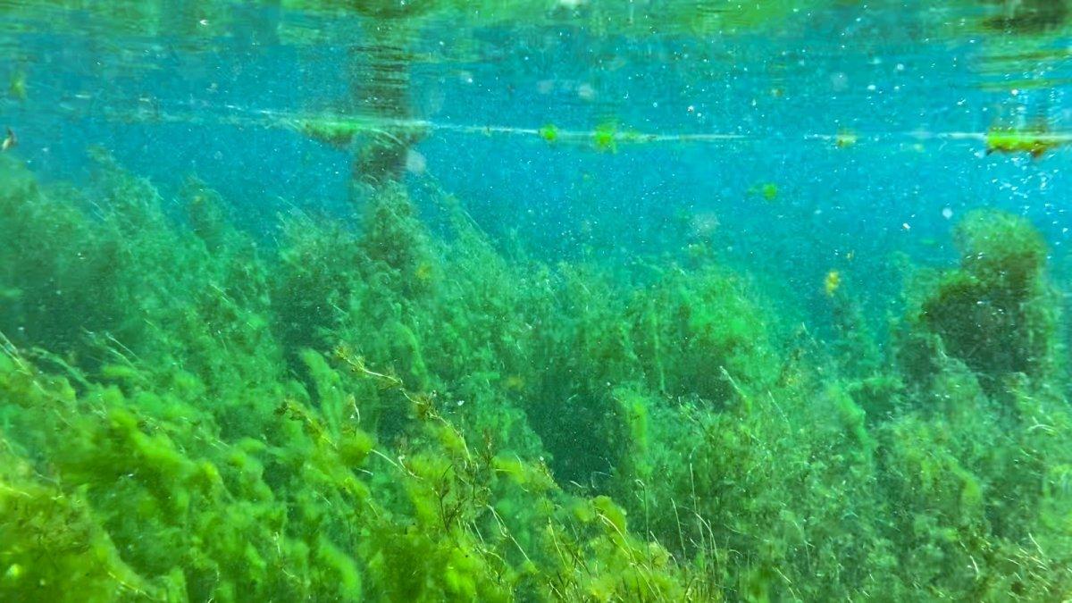 Deniz yosunu ekonomiye kazandırılacak