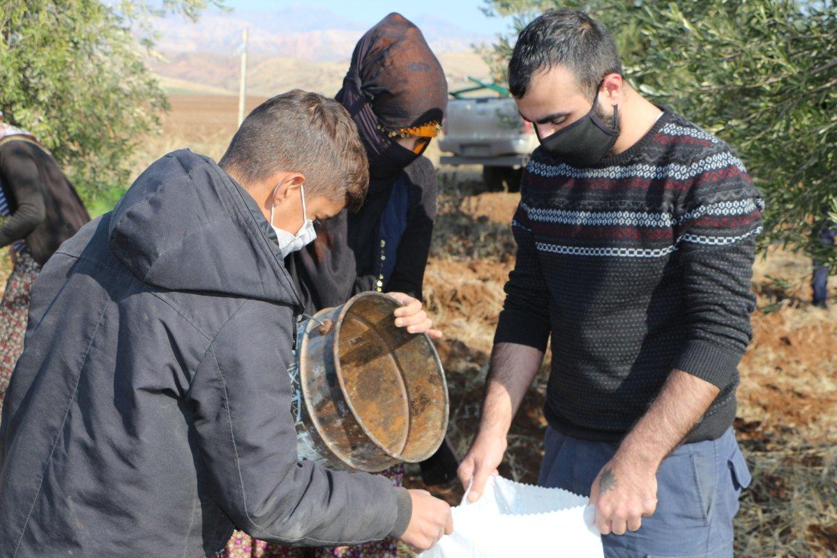 Zeytin hasadı başladı