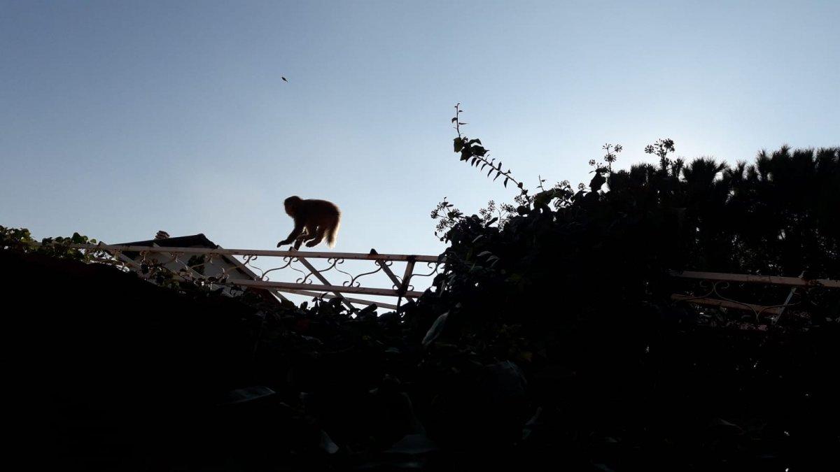 İzmir'de başıboş gezen maymun