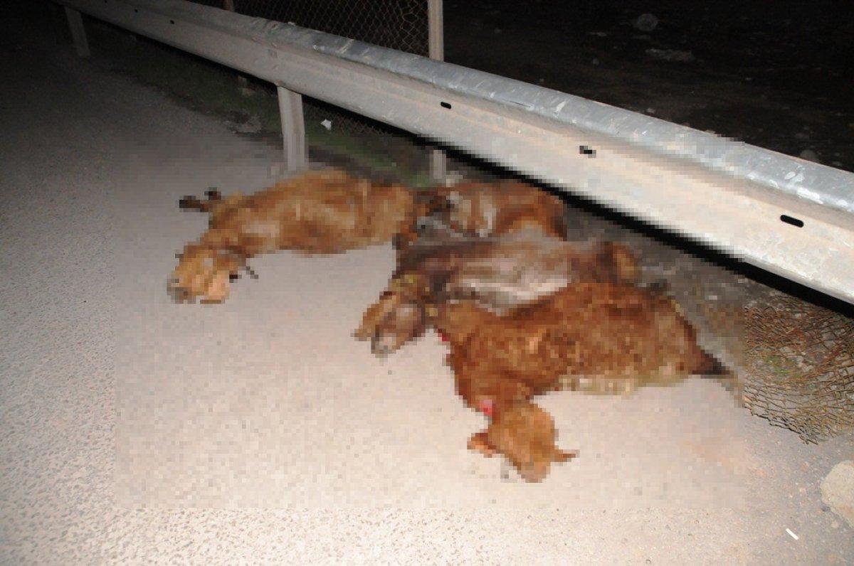 Şırnak'ta koyunlar zincirleme kazaya neden oldu