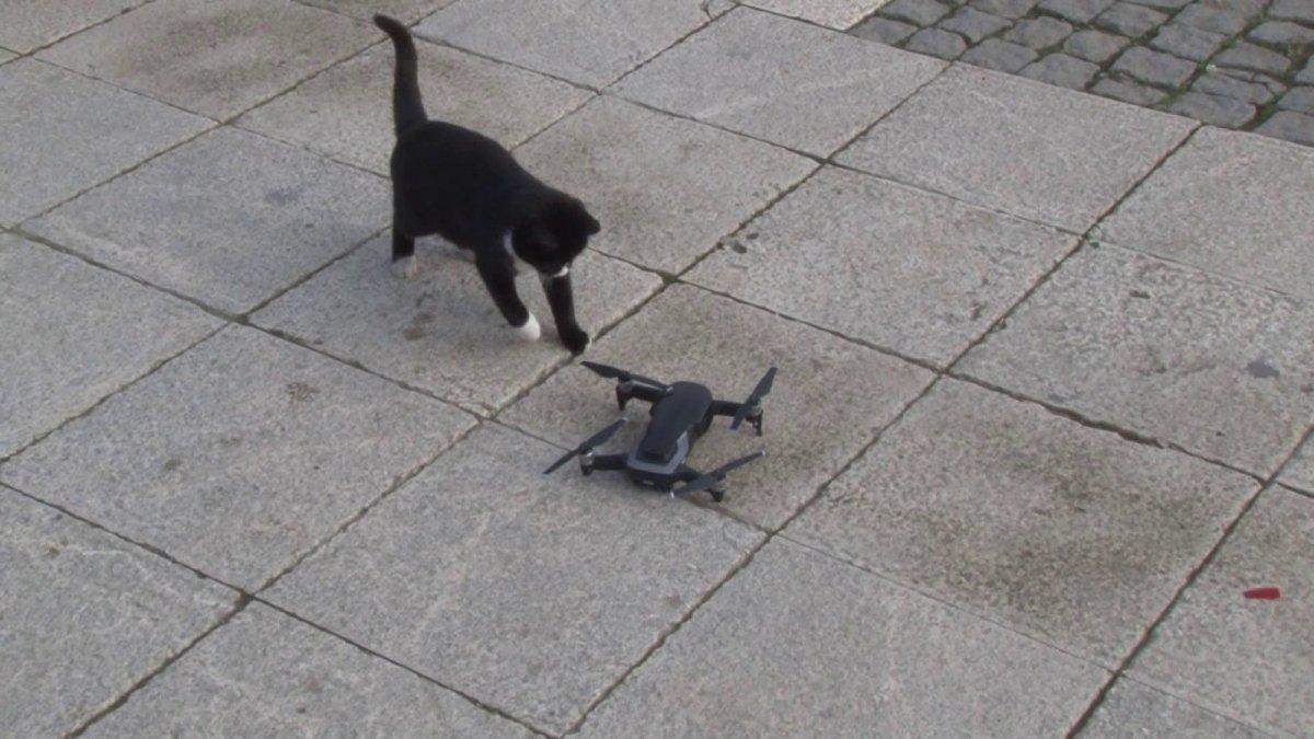 İstanbul'da kedilerin, drone ile imtihanı