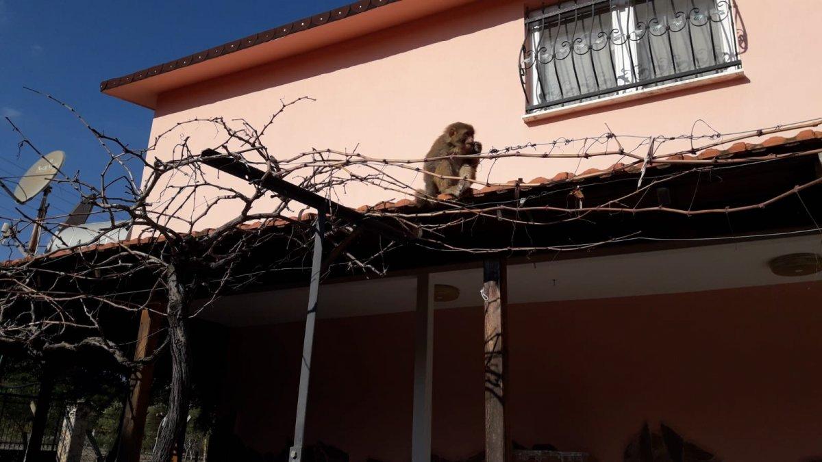 İzmir'de başıboş gezen maymun