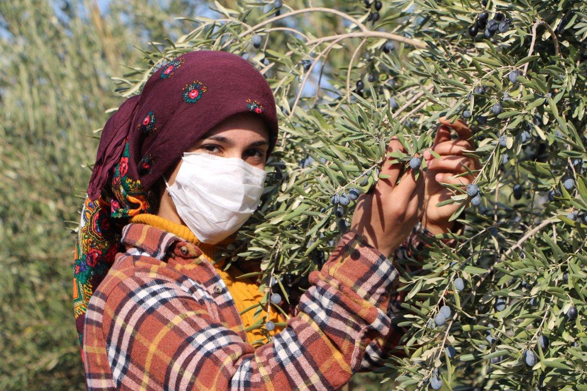 Zeytin hasadı başladı