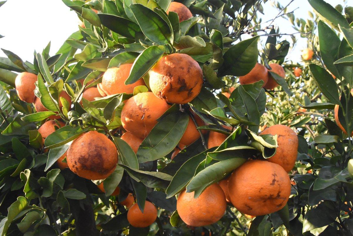 Mandalinalar zarar gördü