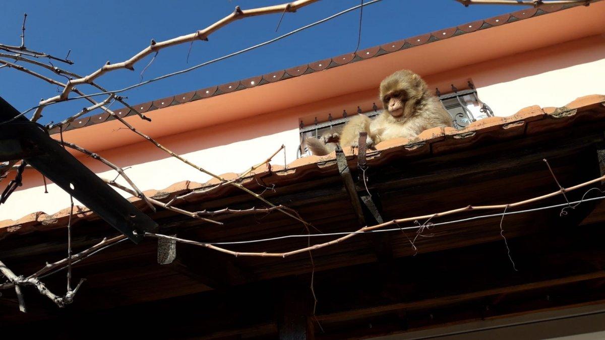 İzmir'de başıboş gezen maymun