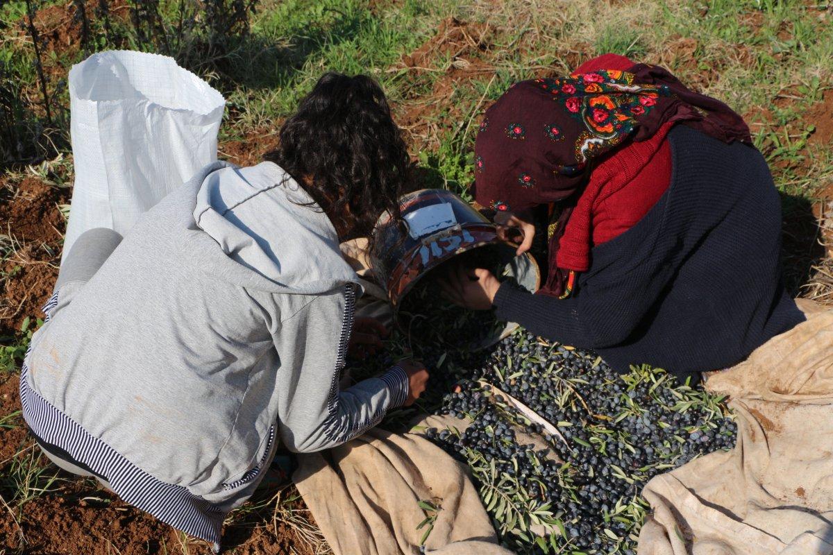Zeytin hasadı başladı