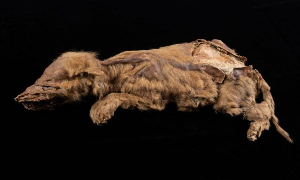Kanada'da 57 bin yıllık kurt yavrusu fosili, araştırmacıları şaşırttı