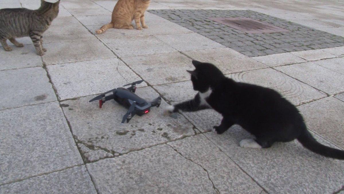 İstanbul'da kedilerin, drone ile imtihanı