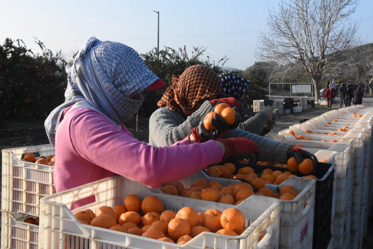 Mandalinalar zarar gördü