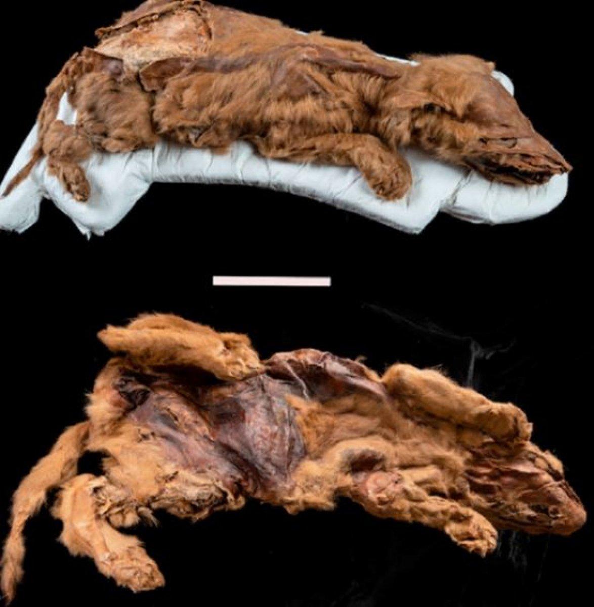 Kanada'da 57 bin yıllık kurt yavrusu fosili, araştırmacıları şaşırttı