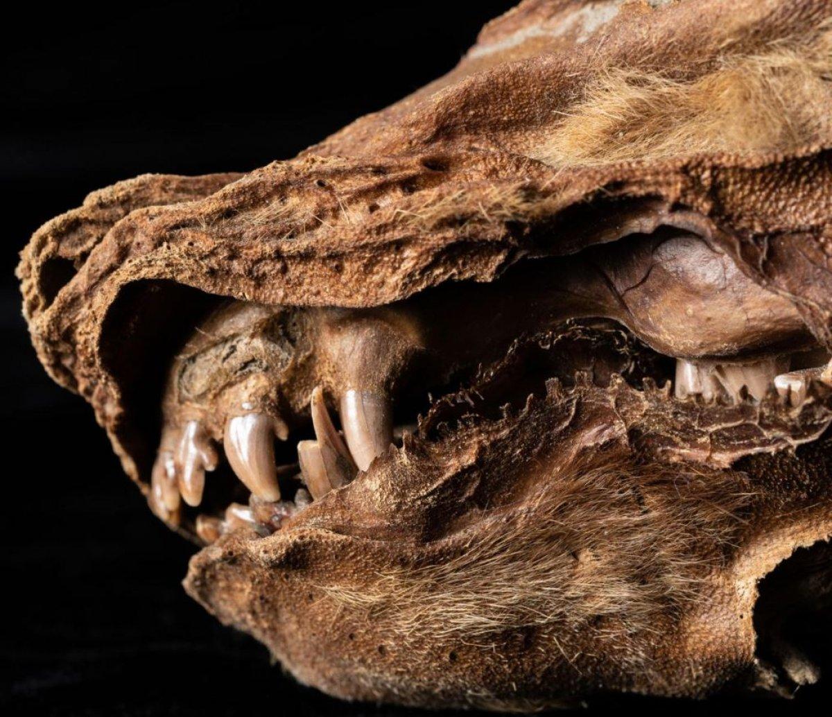 Kanada'da 57 bin yıllık kurt yavrusu fosili, araştırmacıları şaşırttı