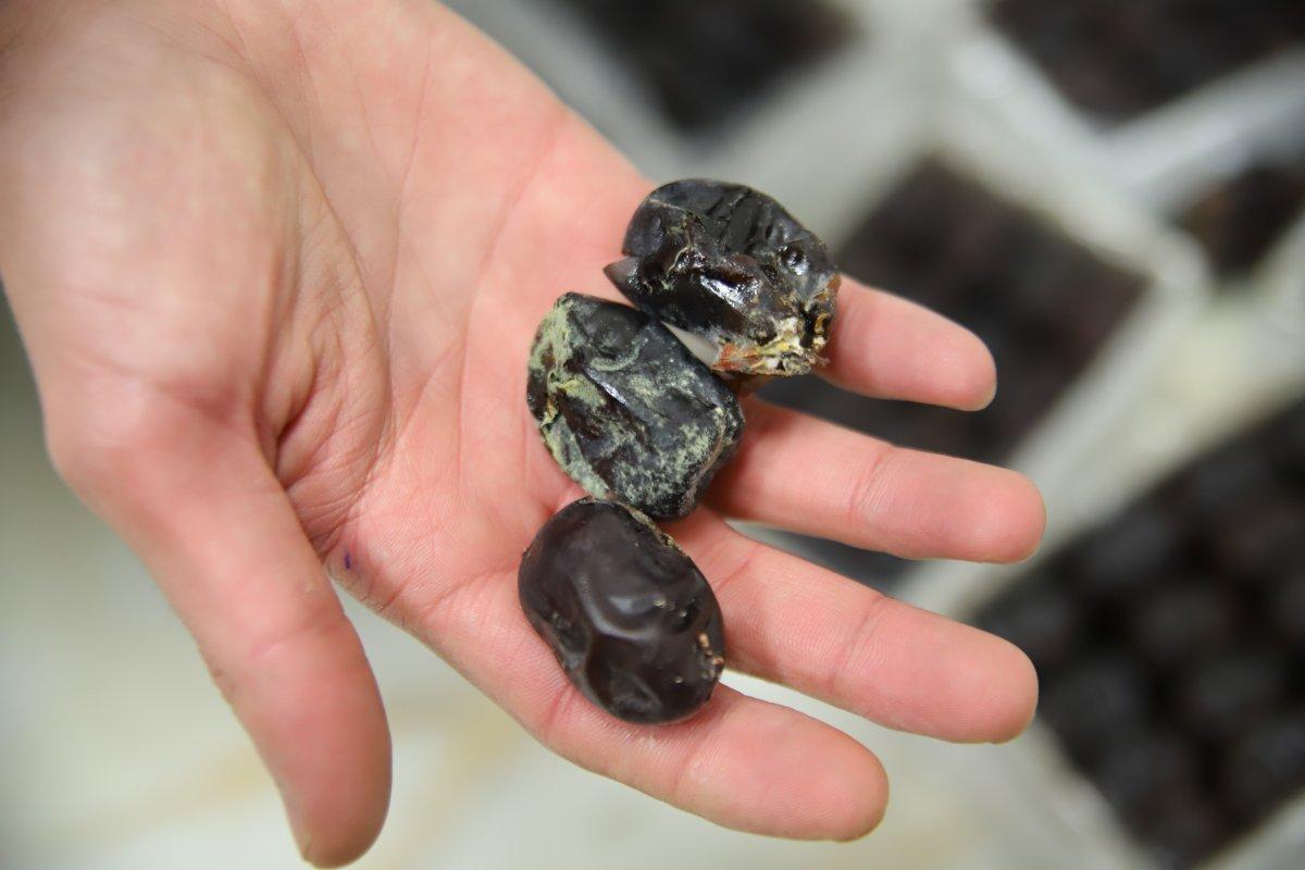 Elazığ’da bozuk hurma yiyerek zabıtayı inandırmaya çalıştı