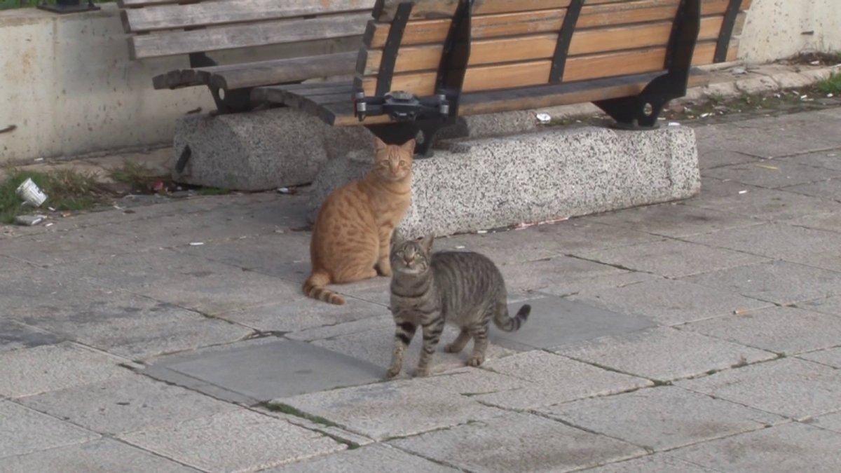 İstanbul'da kedilerin, drone ile imtihanı