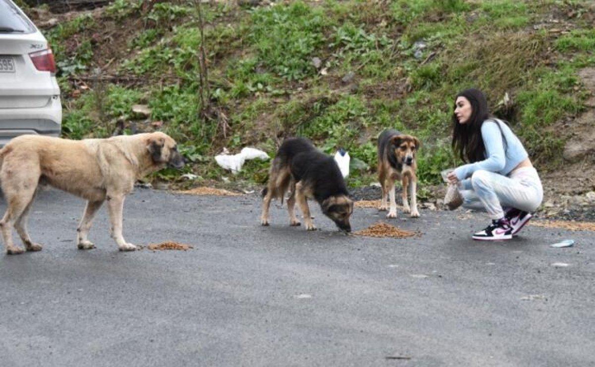 Burcu Kıratlı: Terk edilmiş çok köpek var