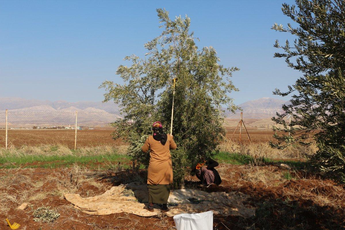 Zeytin hasadı başladı