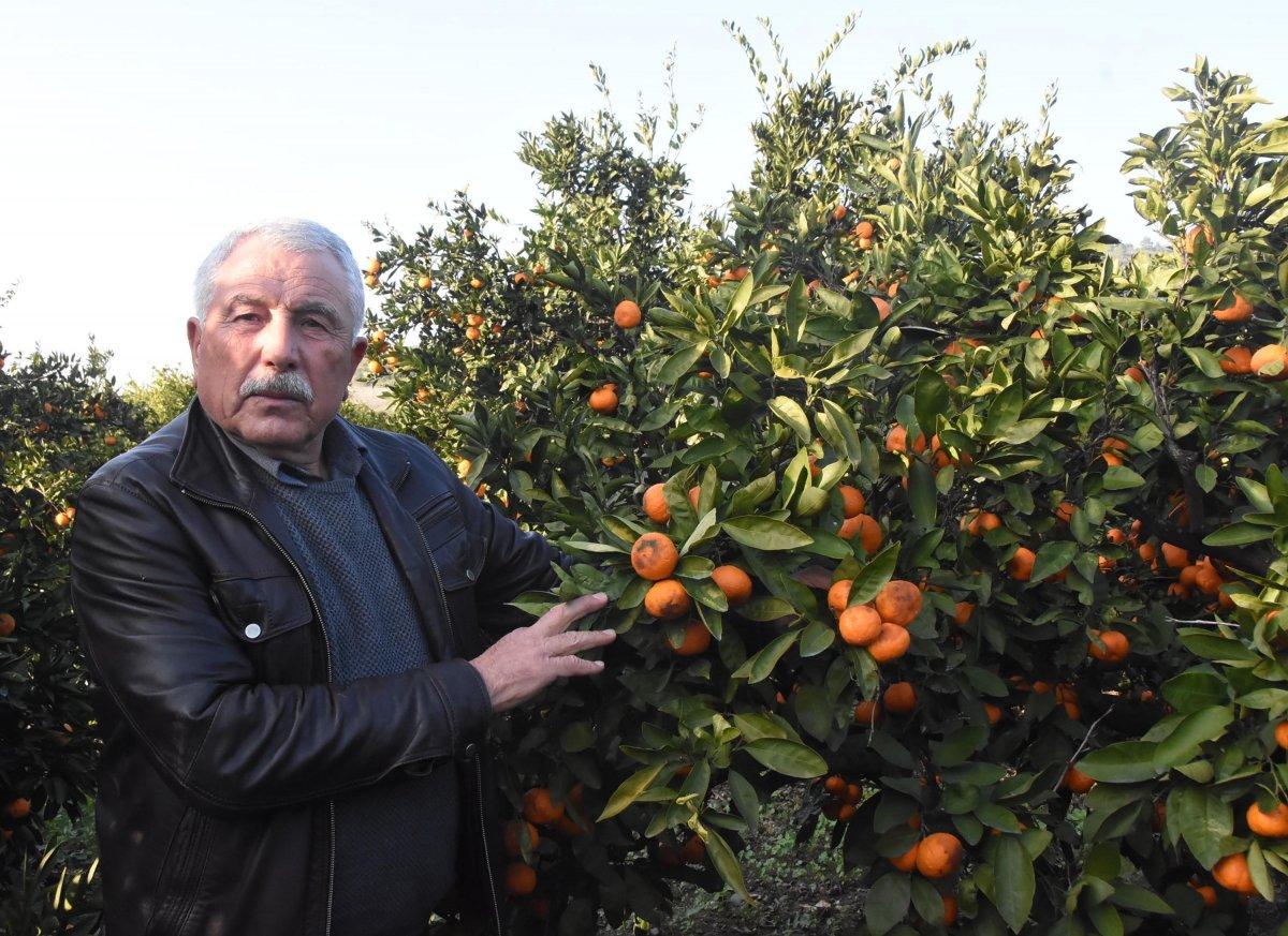 Mandalinalar zarar gördü